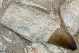 Three, Huge Rooted Mosasaur Teeth In Rock - Morocco #115782-2